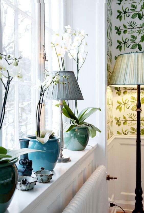 Lampada e piante decorative