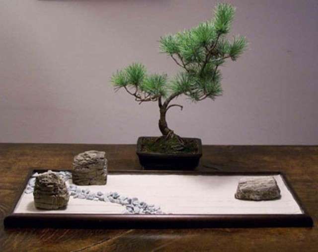Angolo zen con bonsai