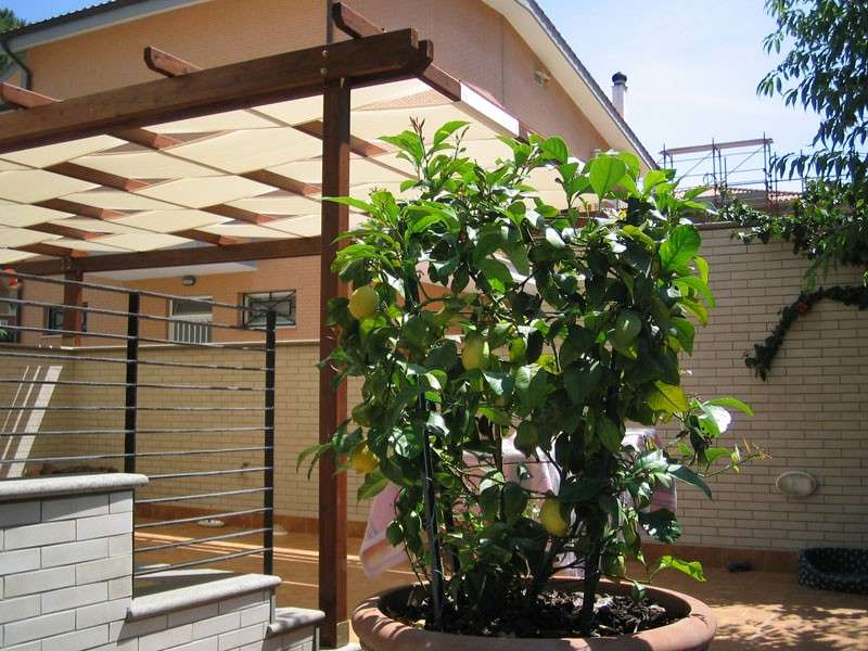 Gazebo e piante sul terrazzo