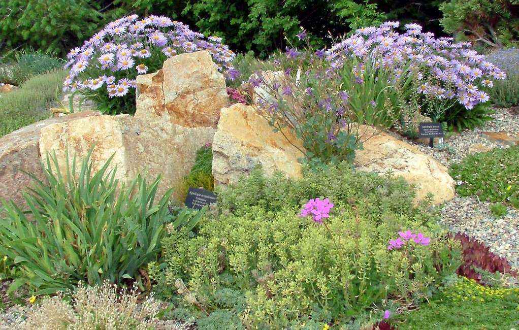 Giardino roccioso alpino