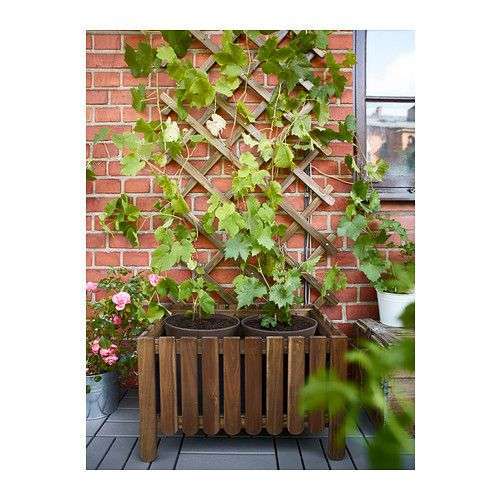 Giardino verticale con piante rampicanti