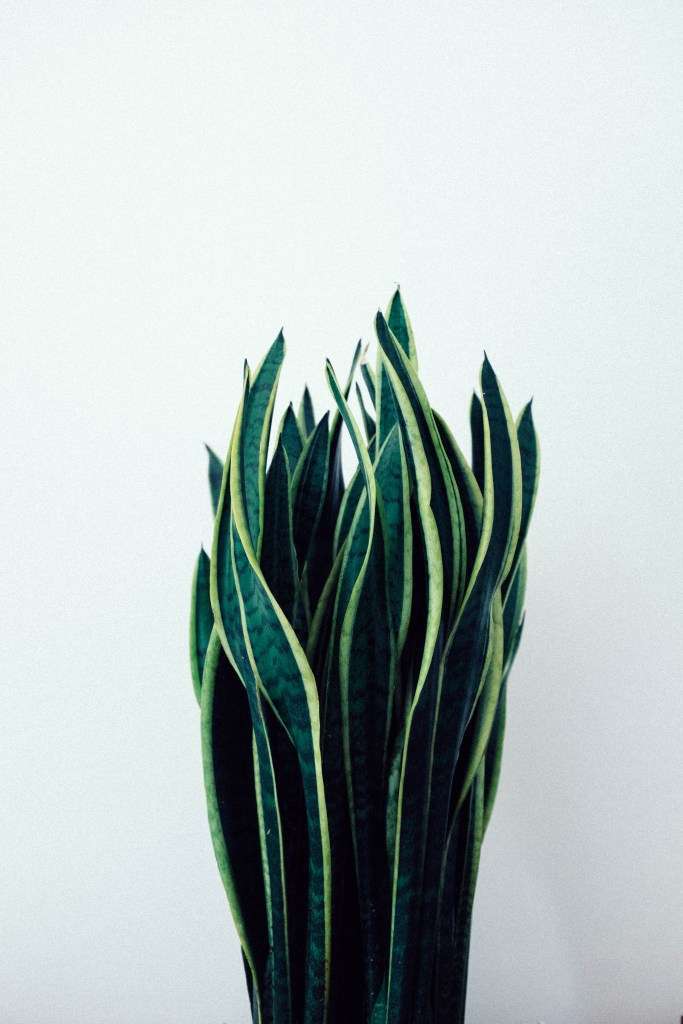 Pianta Sansevieria