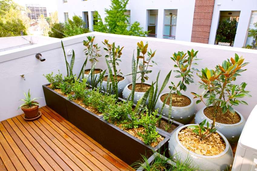Tante piante sul terrazzo