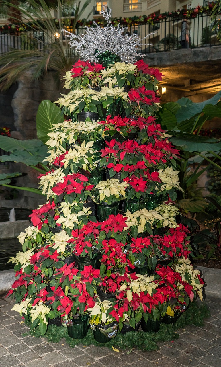 albero di stelle di natale