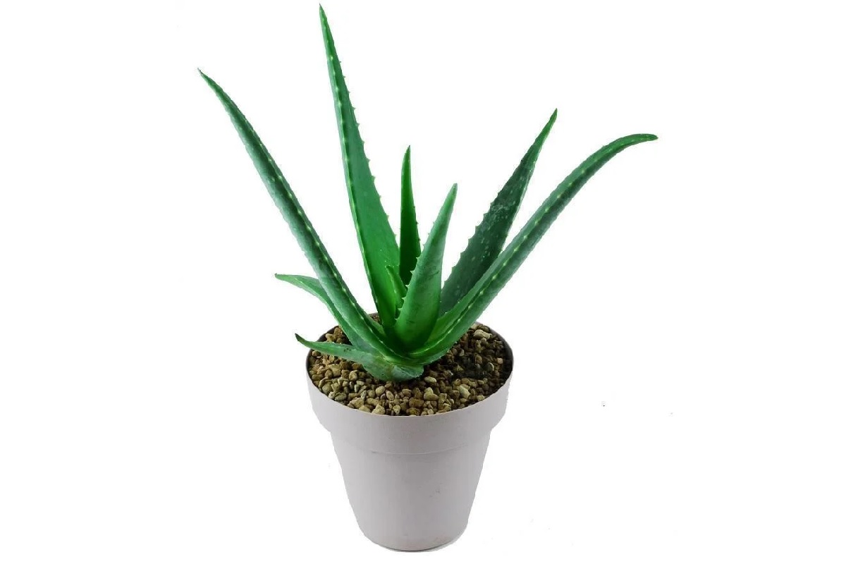 aloe vera piante grasse da appartamento