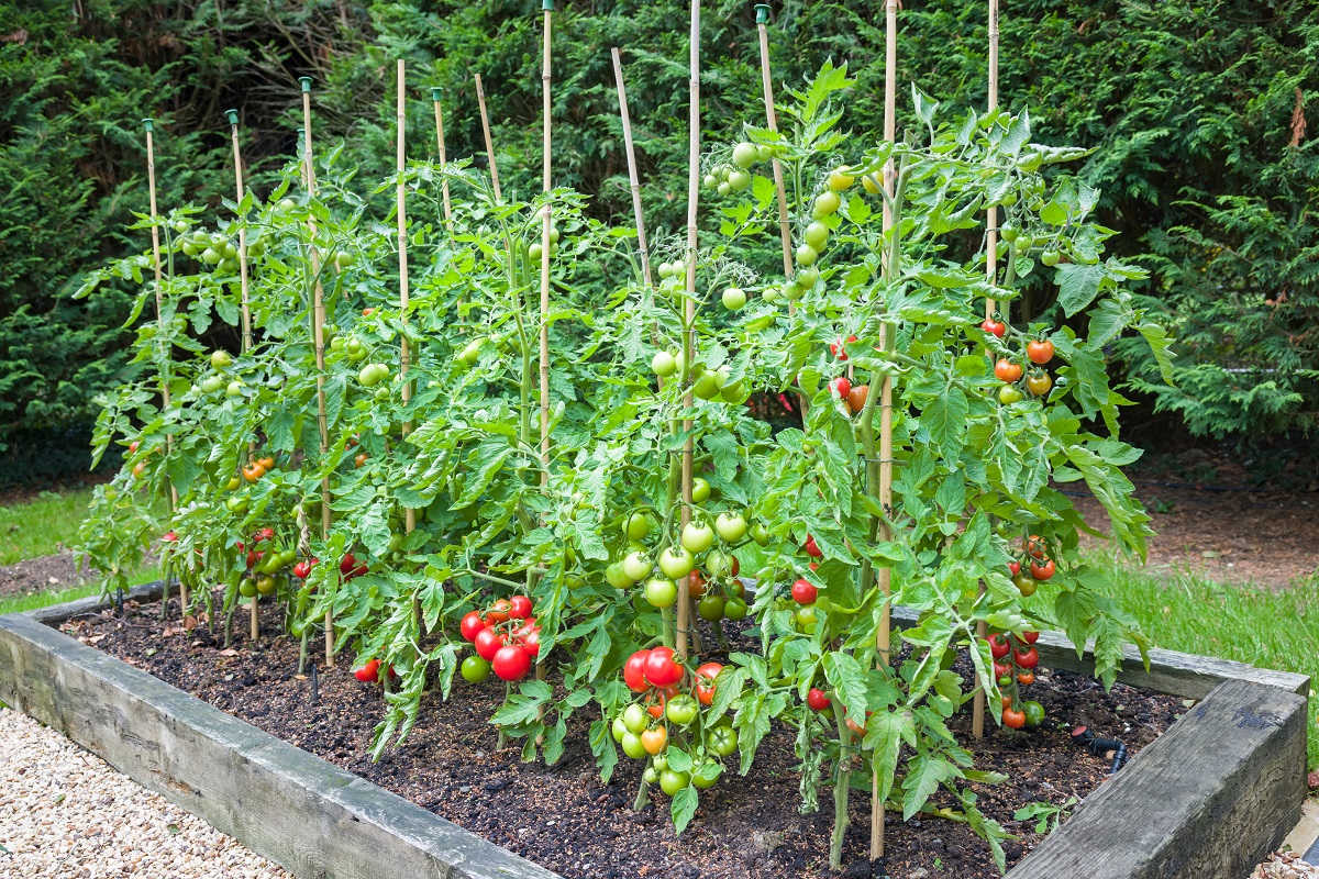 Tomato,Plants,With,Ripe,Red,Tomatoes,Growing,Outdoors,,Outside,,In