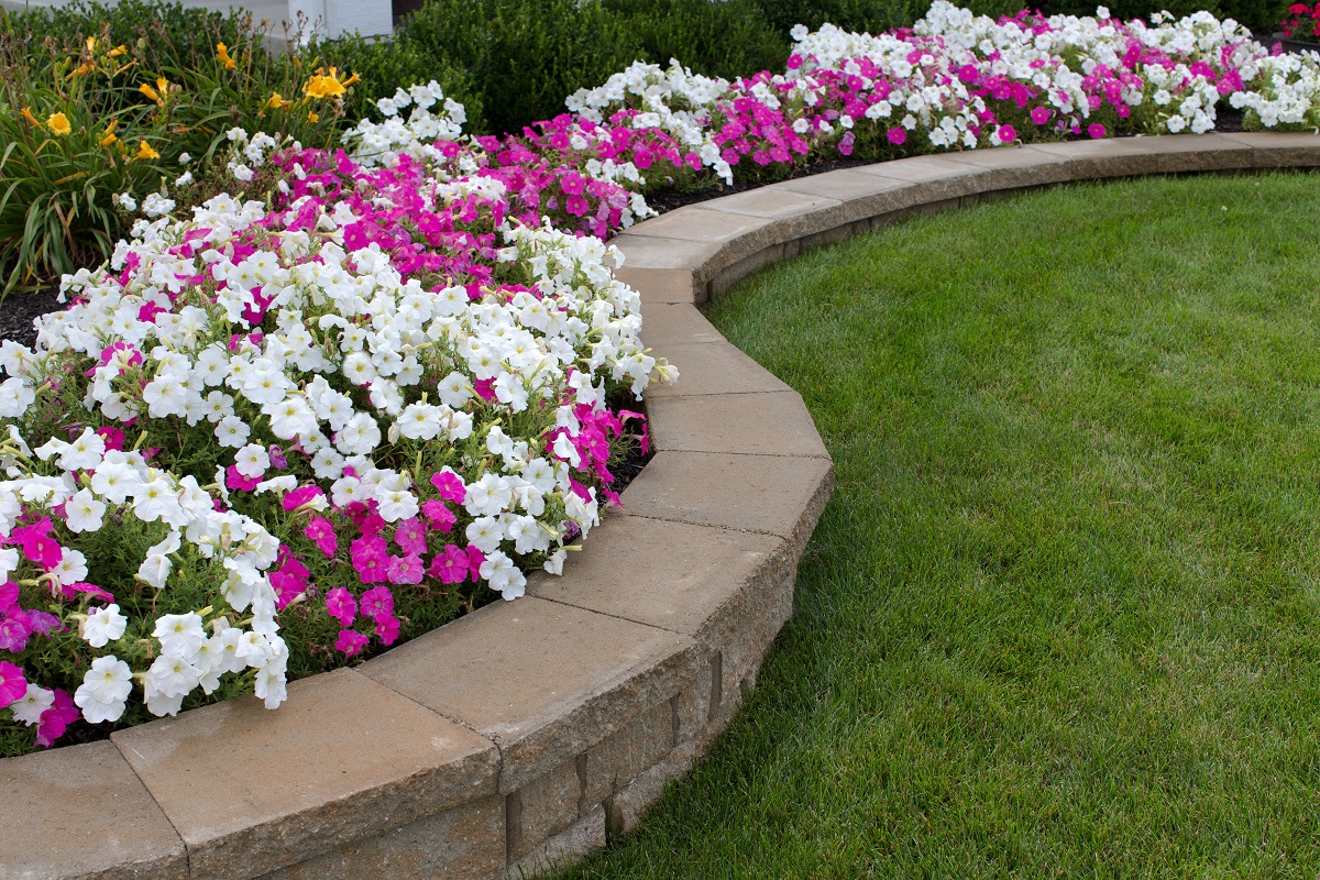 Pink,And,White,Petunias,On,The,Flower,Bed,Along,With
