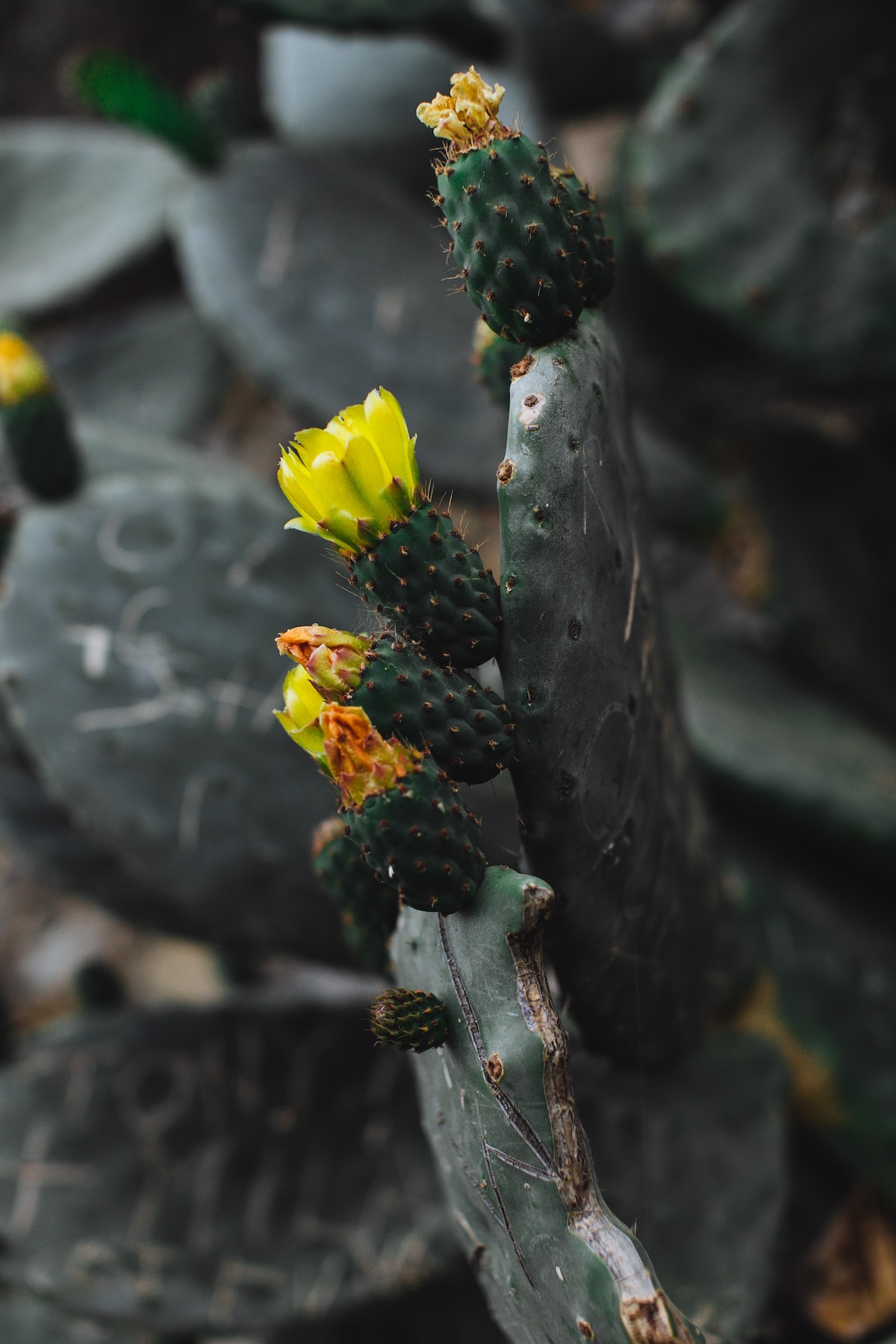 fiori appartamento cactus natale