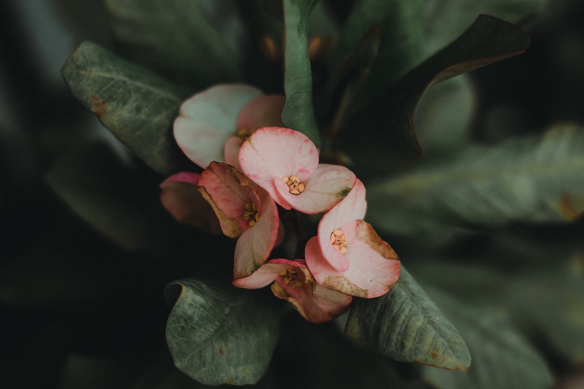 fiori appartamento euphorbia