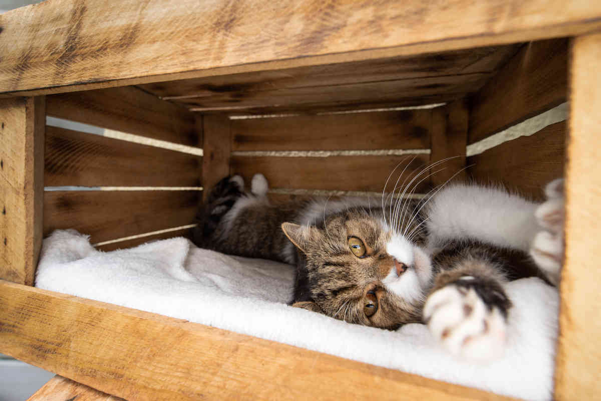 gatto rilassato nella cuccia fai da te con cassette di legno