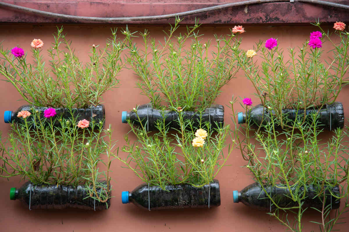 riciclo delle bottiglie di plastica in orto verticale