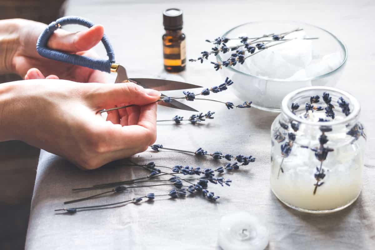 mani di ragazza che tagliano con delle forbici dei rametti di lavanda da mettere dentro dei vasetti con candele fatte a mano