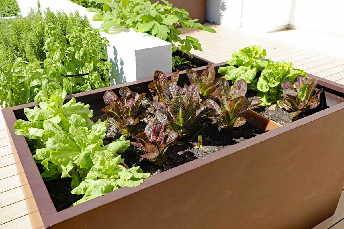Come costruire un orto sul terrazzo: le idee di design da replicare