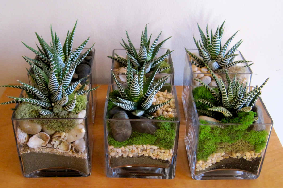 vasi di vetro trasparente con piante grasse e sassi colorati