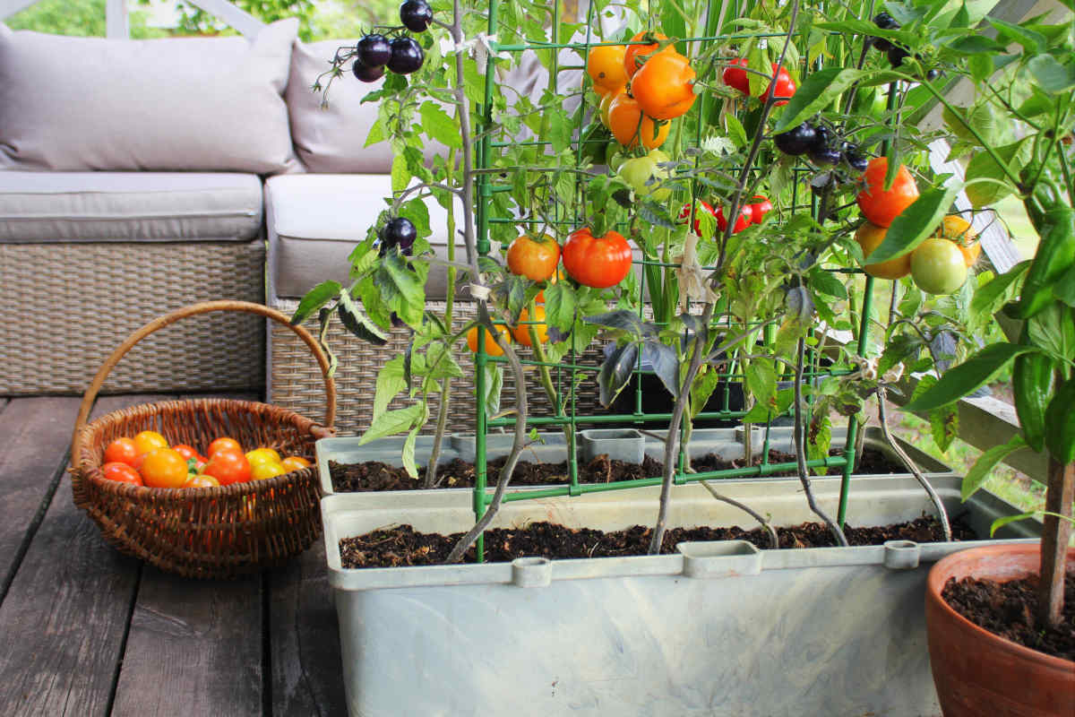 vasi su terrazza con piante di pomodoro