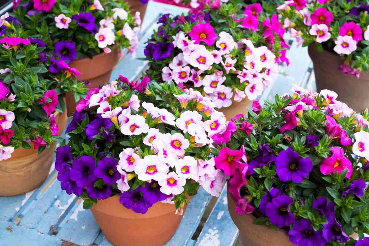 tanti vasi sul terrazzo pieni di splendidi fiori