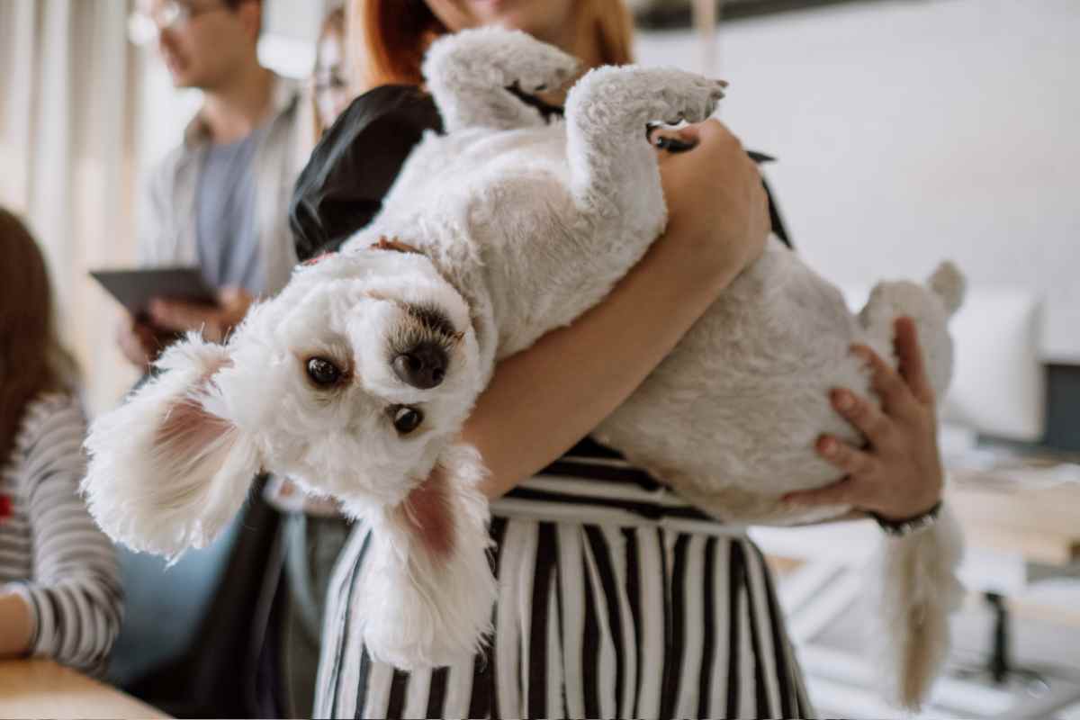 cane in braccio a una ragazza