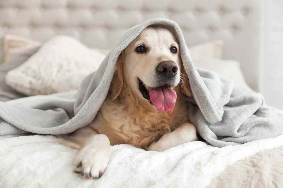golden retriever sotto alla coperta su un letto