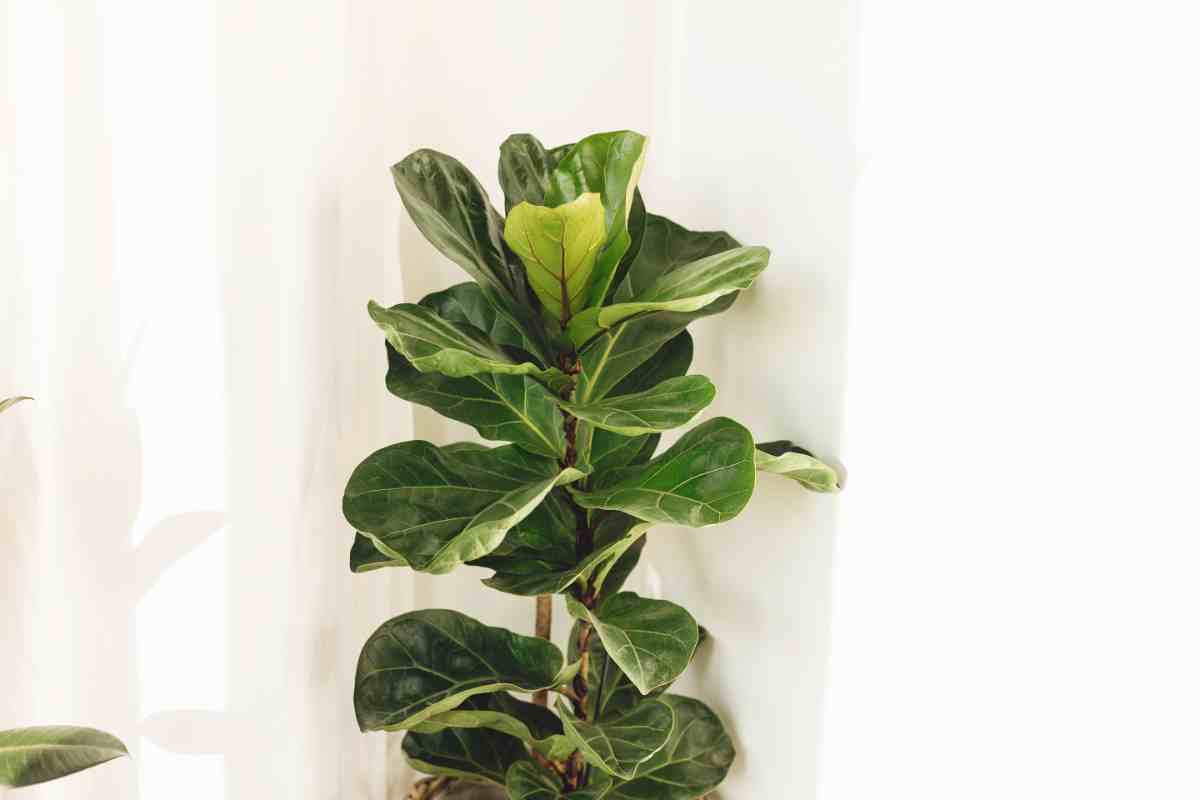 Una pianta di Ficus lyrata