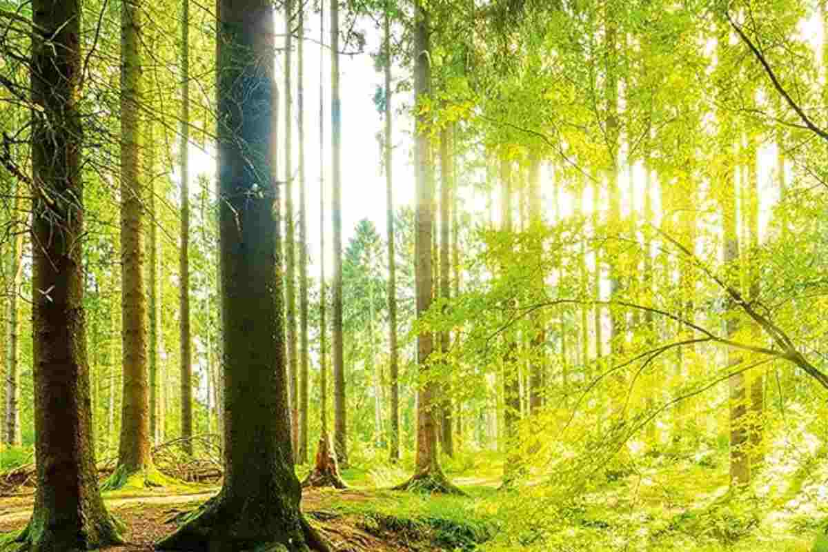 Carta da parati tridimensionale con foresta