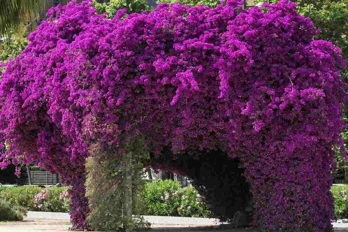 pergolato con piante di Bougainvillea rampicanti