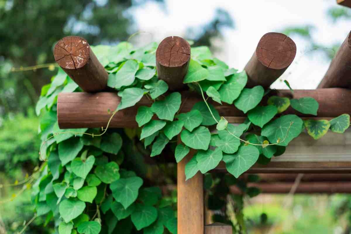 Pergolato con piante rampicanti verdi