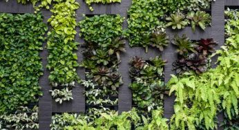 Treille di Teracrea, il giardino verticale da interni