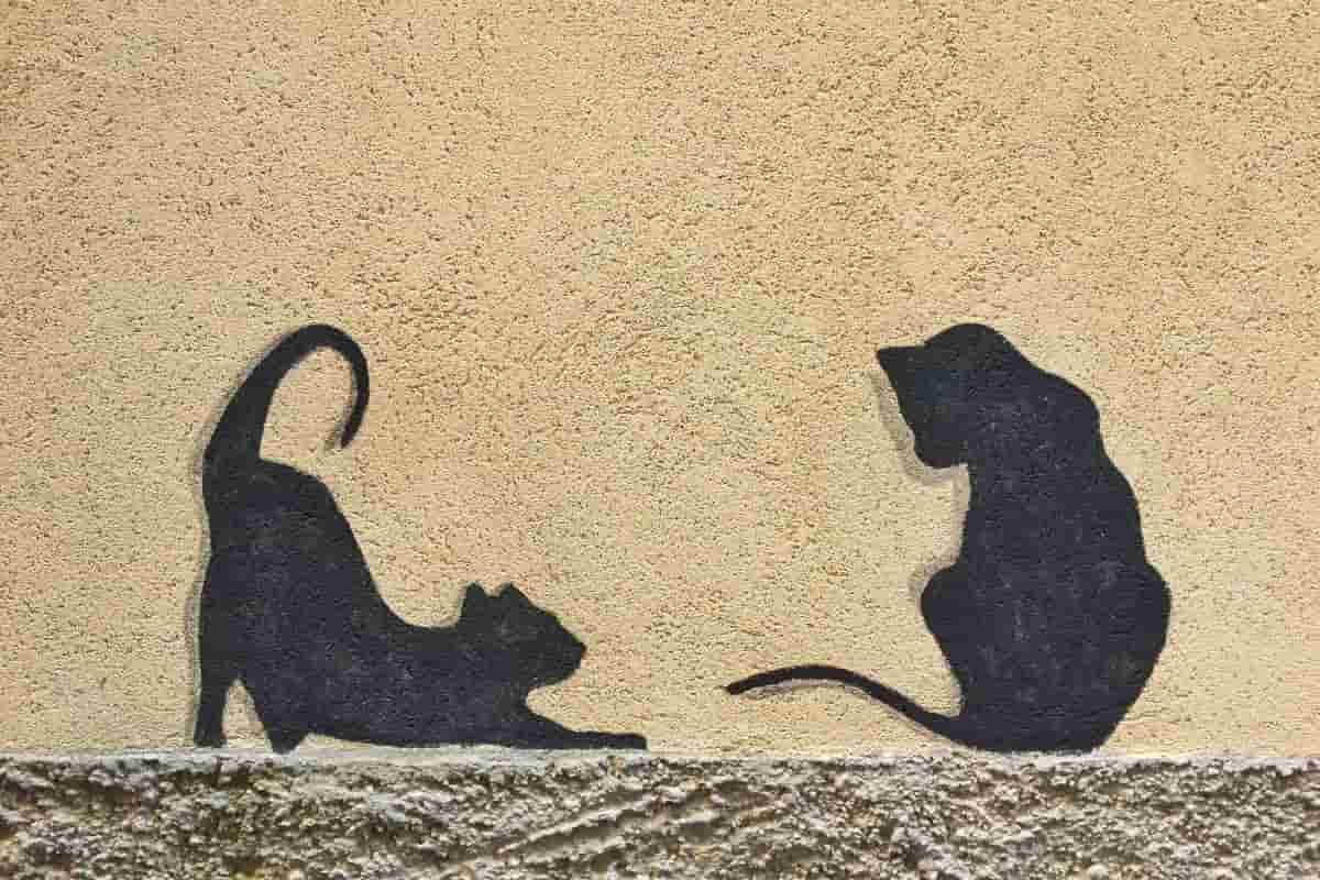 decorazioni street art di gatti di colore nero su un muro di colore beige