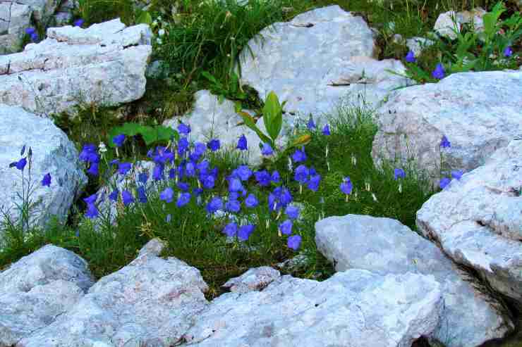 Aiuola con fiori e rocce 