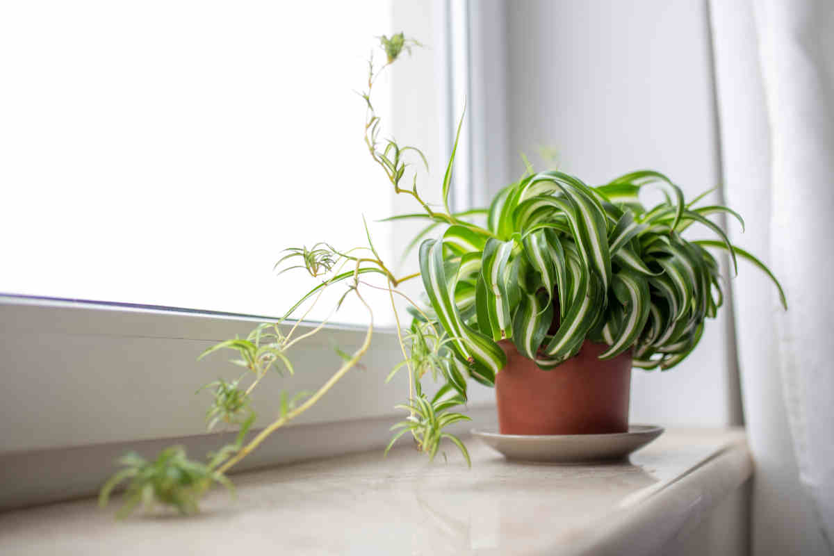 vaso con pianta da bagno Falangio sulla mensola della finestra