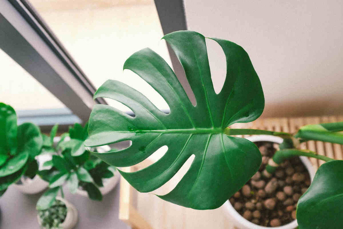 pianta monstera per arredare il bagno