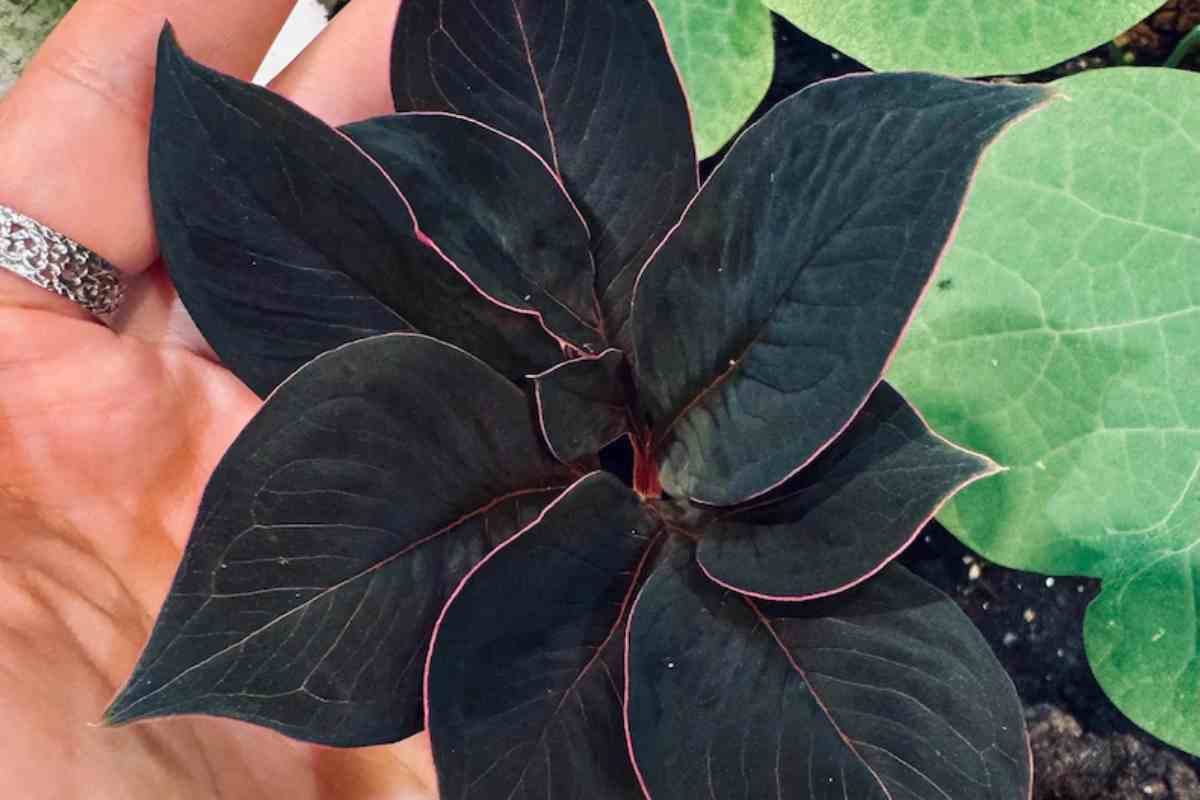 Amorphophallus Atroviridis tra le piante da interni di tendenza per arredare stile jungle