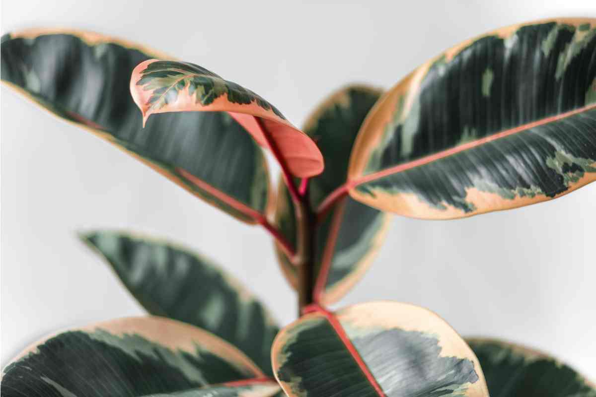 Ficus Elastica Ruby 