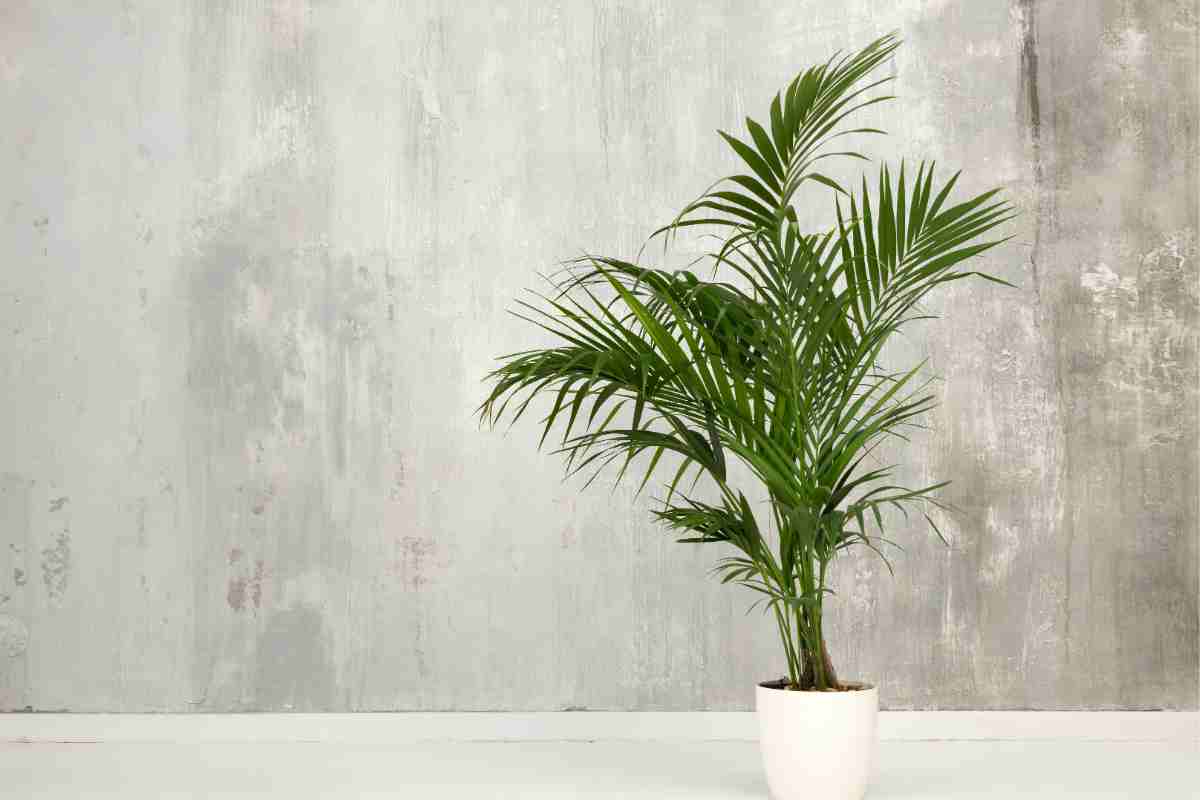 Kentia in un vaso davanti a un muro di cemento