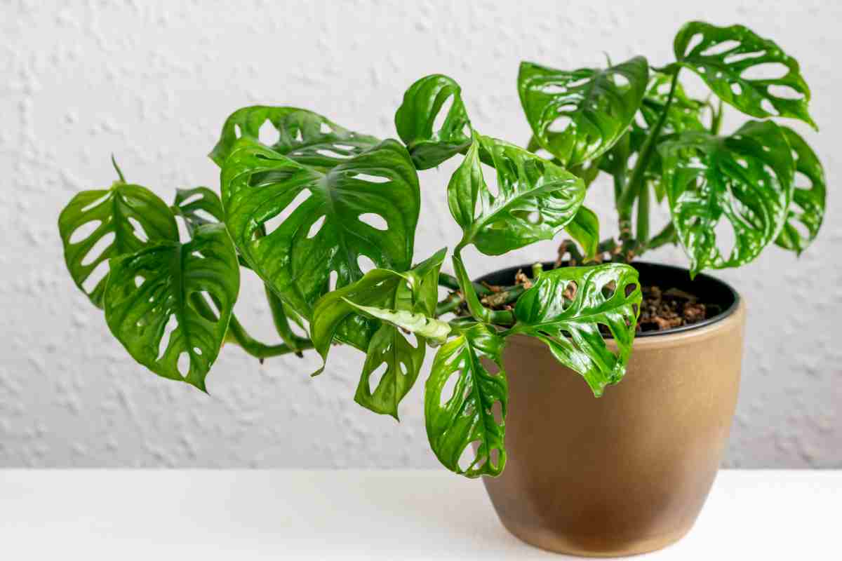 Monstera Adansonii o Monkey Mask in un vaso marrone