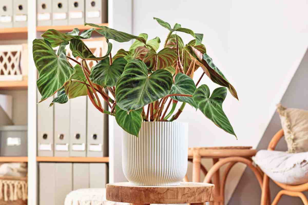 Pianta di Philodendron verrucosum in mezzo alla stanza per arredare stile jungle