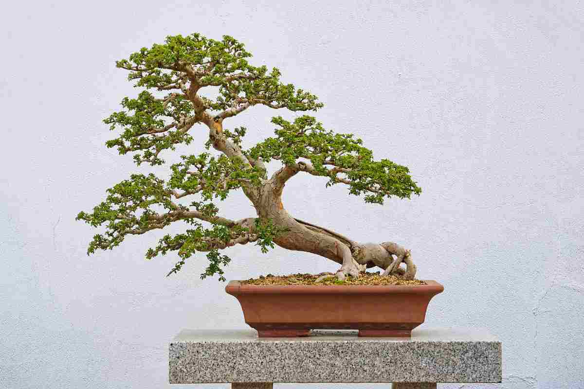 Olmo bonsai cinese su un piedistallo