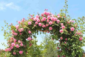 piante rampicanti di rose su un arco all'ingresso del giardino