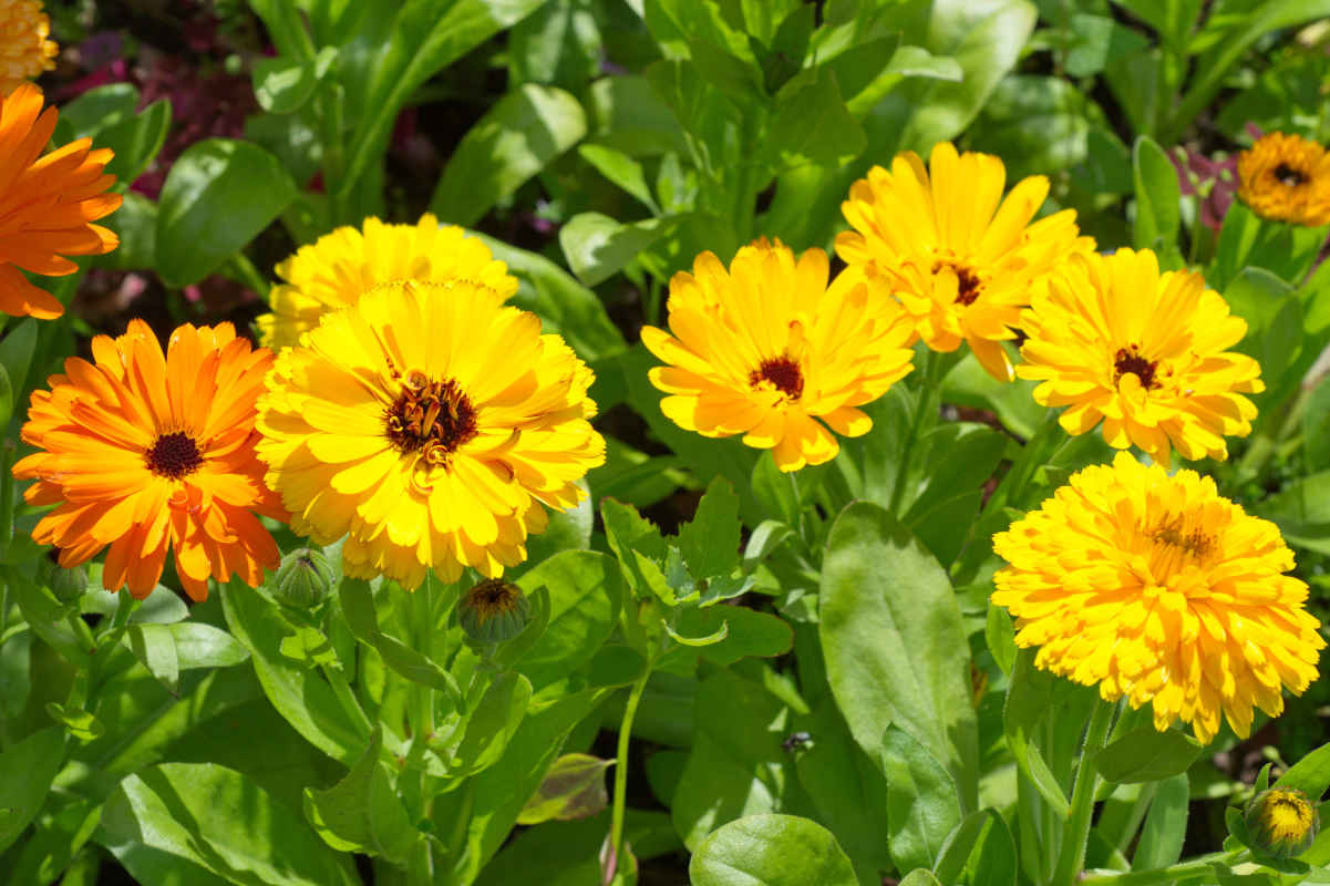piante di calendula di colore giallo