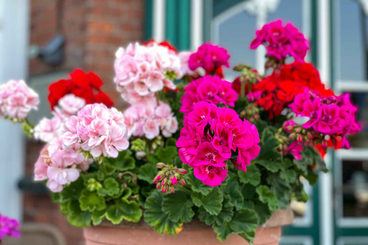 vaso con piante di gerani di colore fucsia e rosa 