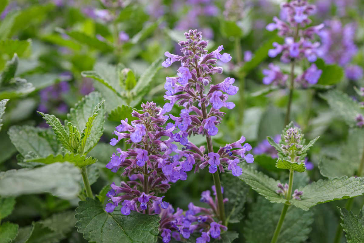 pianta di erba gatta con foglie verdi e fiori color lilla