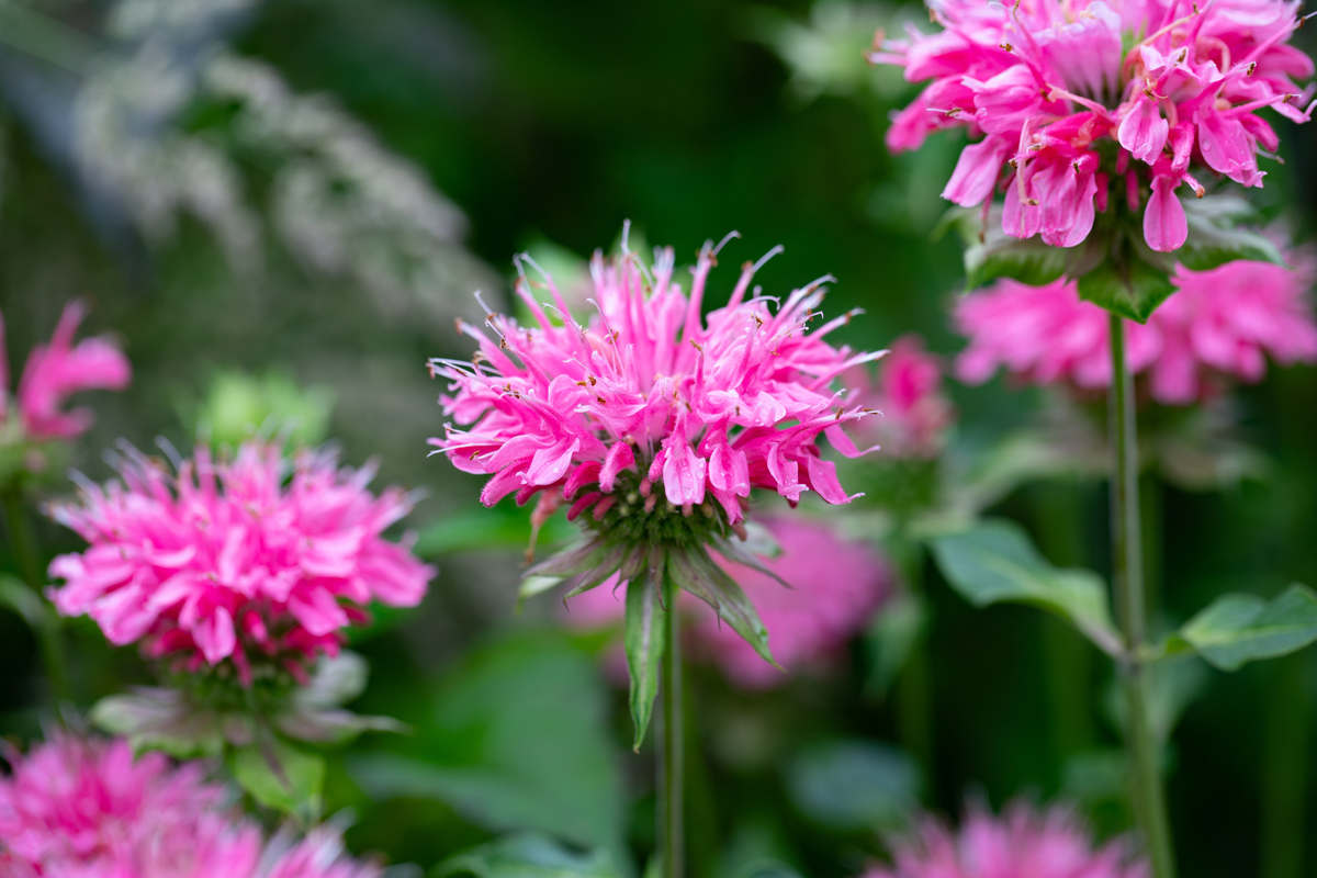 pianta monarda con foglie verdi e fiori color fucsia