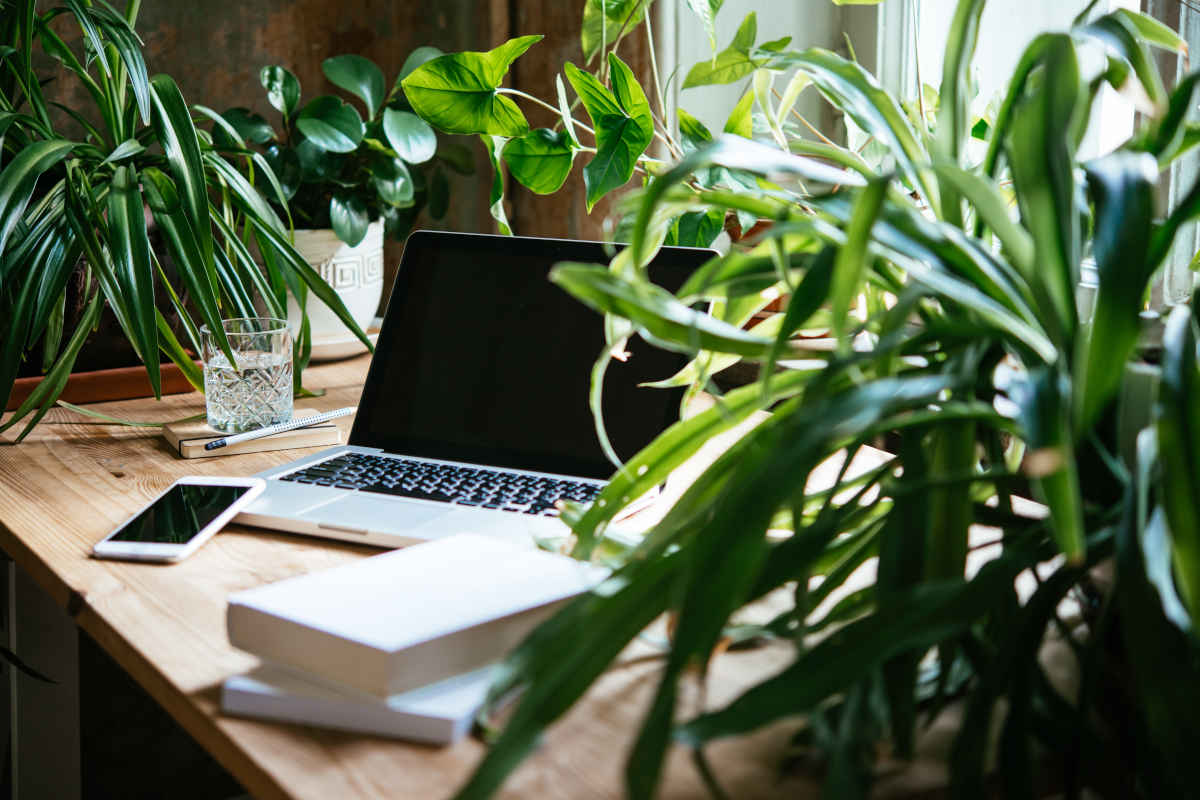 scrivania con piante da ufficio e laptop