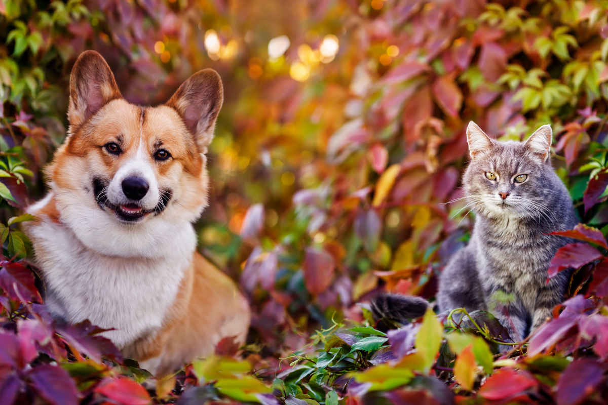 cane e gatto sdraiati in giardino