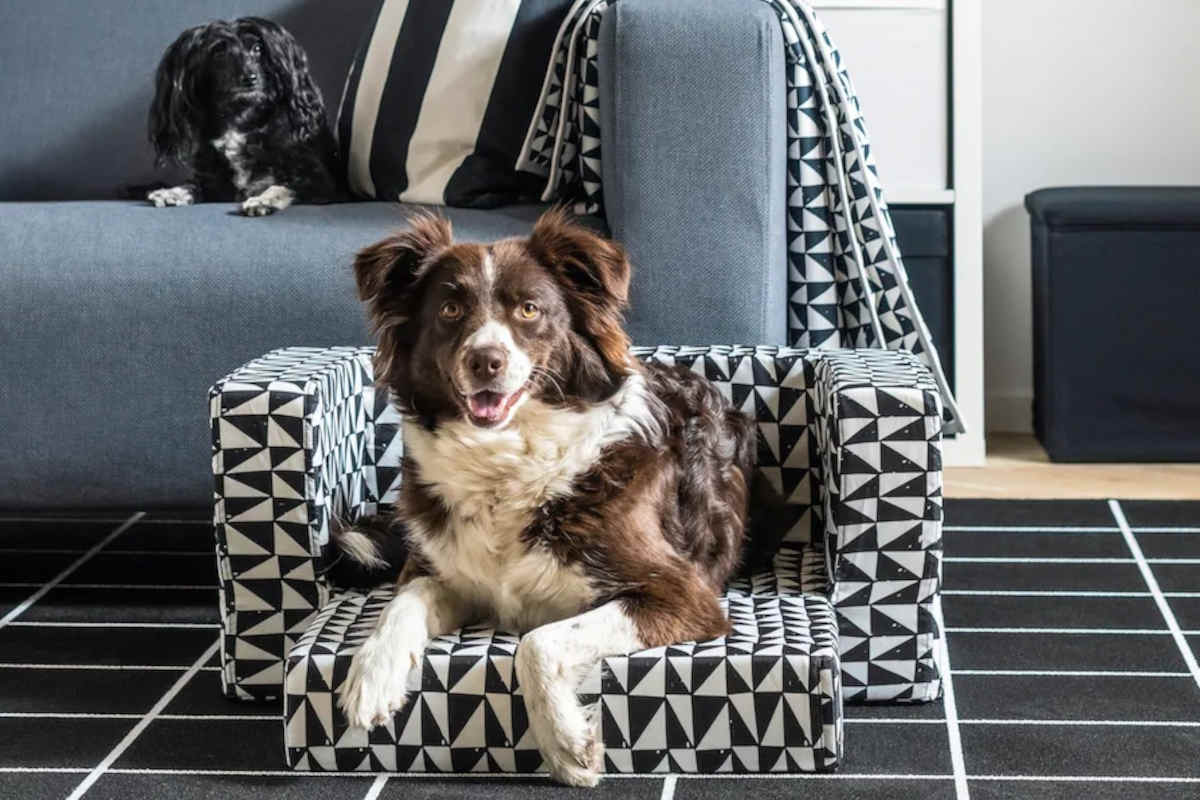 Cucce per cani Ikea: scopri la collezione Lurvig