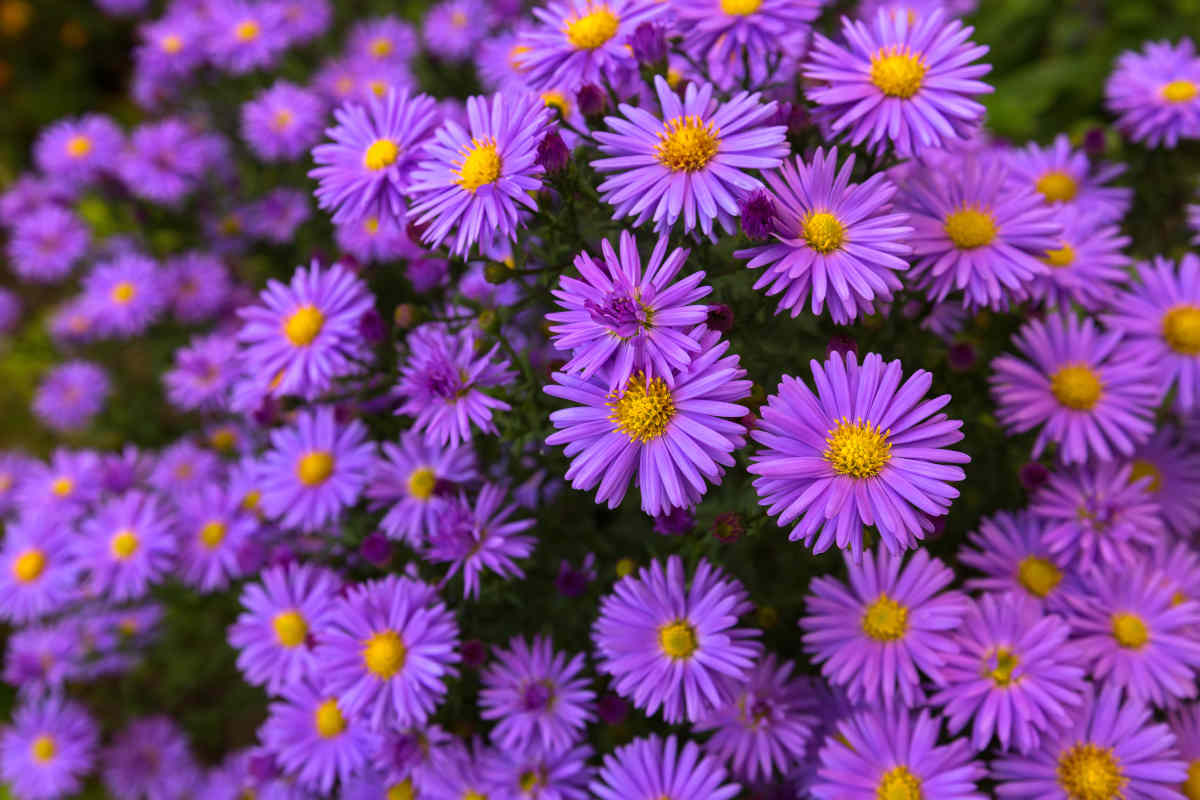 cespuglio di fiori aster tipici di settembre