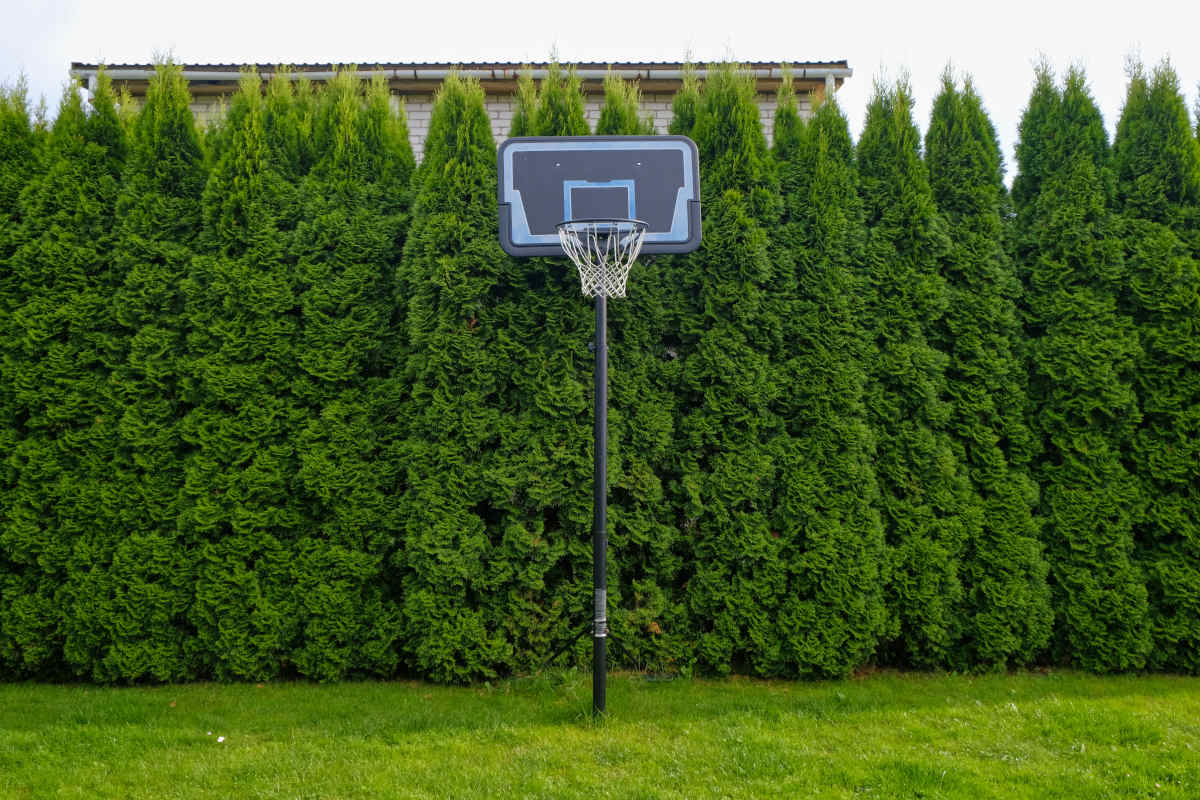 giardino con alberi alti e canestro da basket