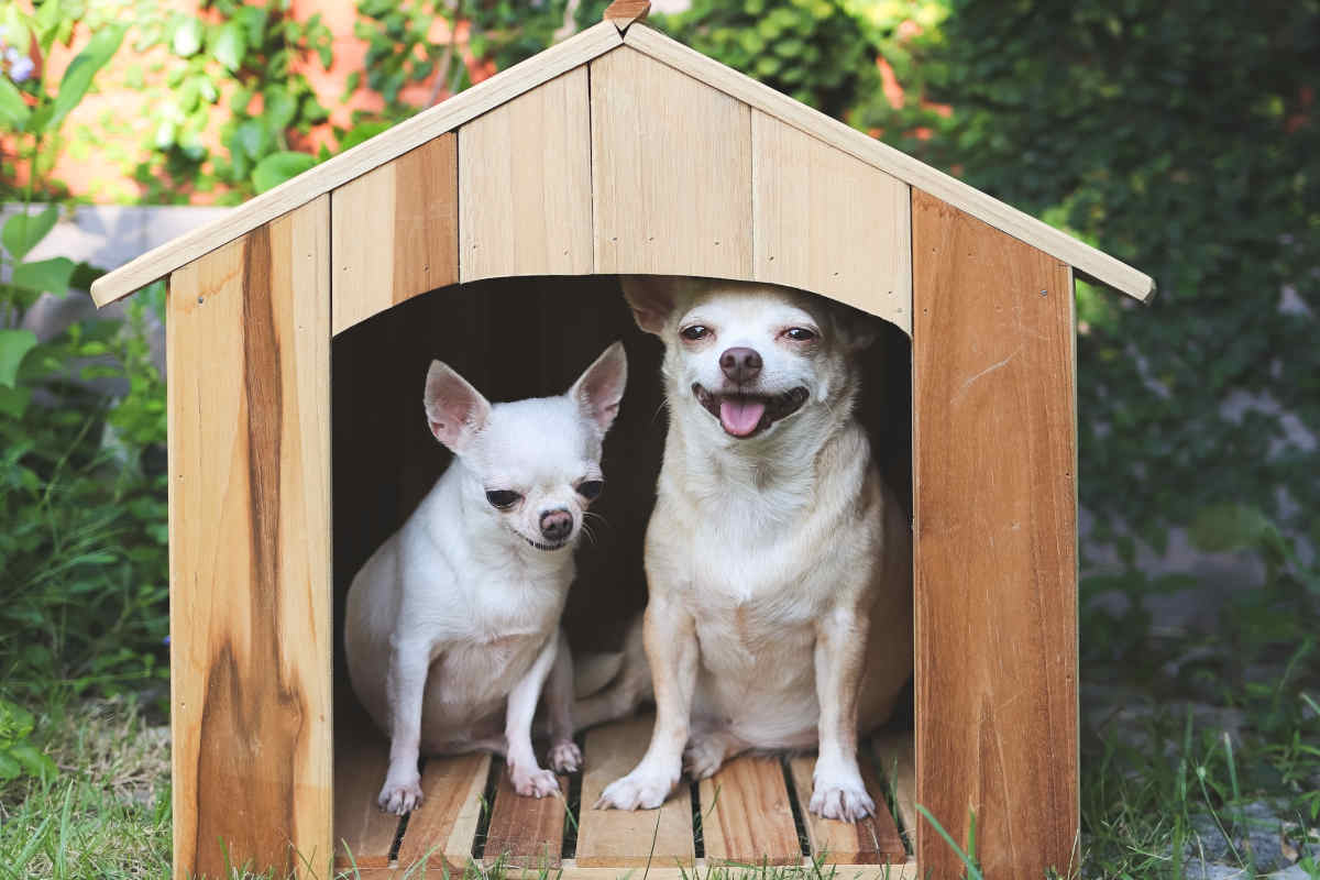 cuccia per cani fai da te in legno per il giardino