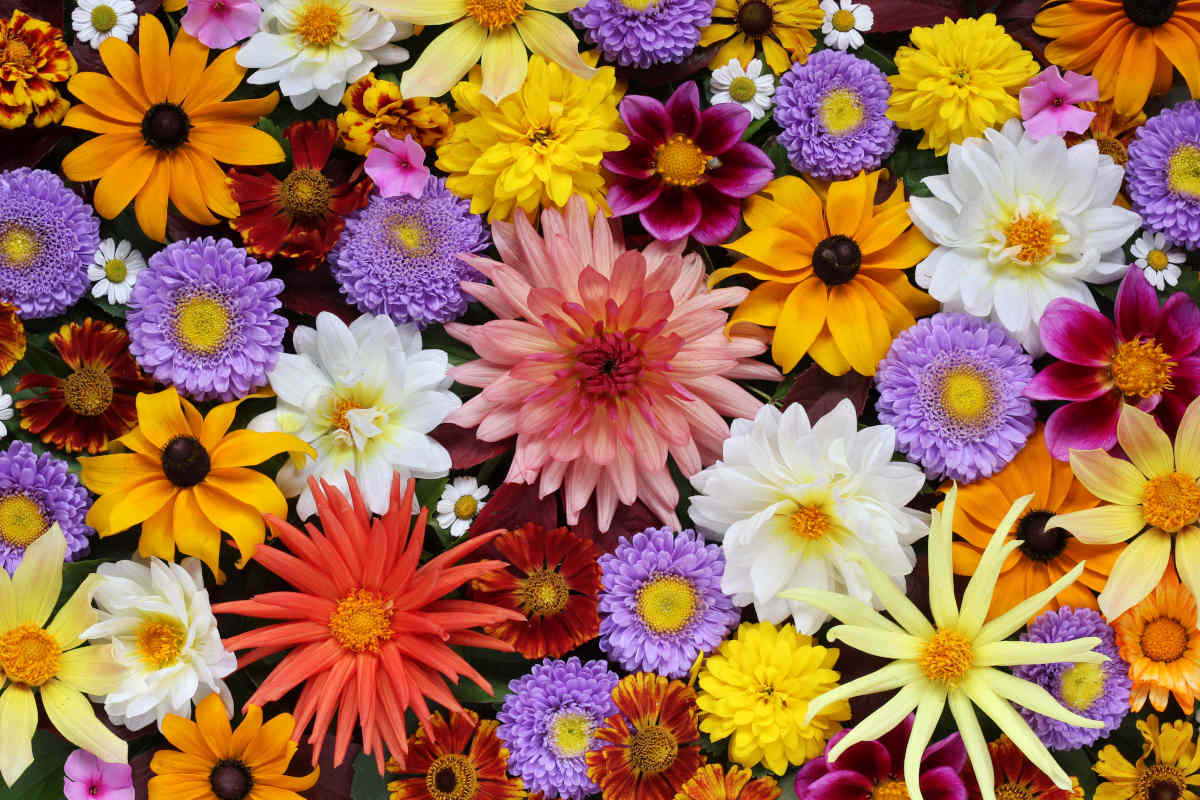 bouquet di fiori di settembre colorati