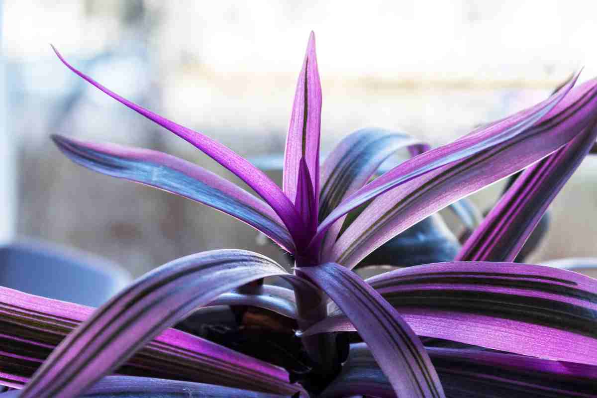 Tradescantia Spathacea 